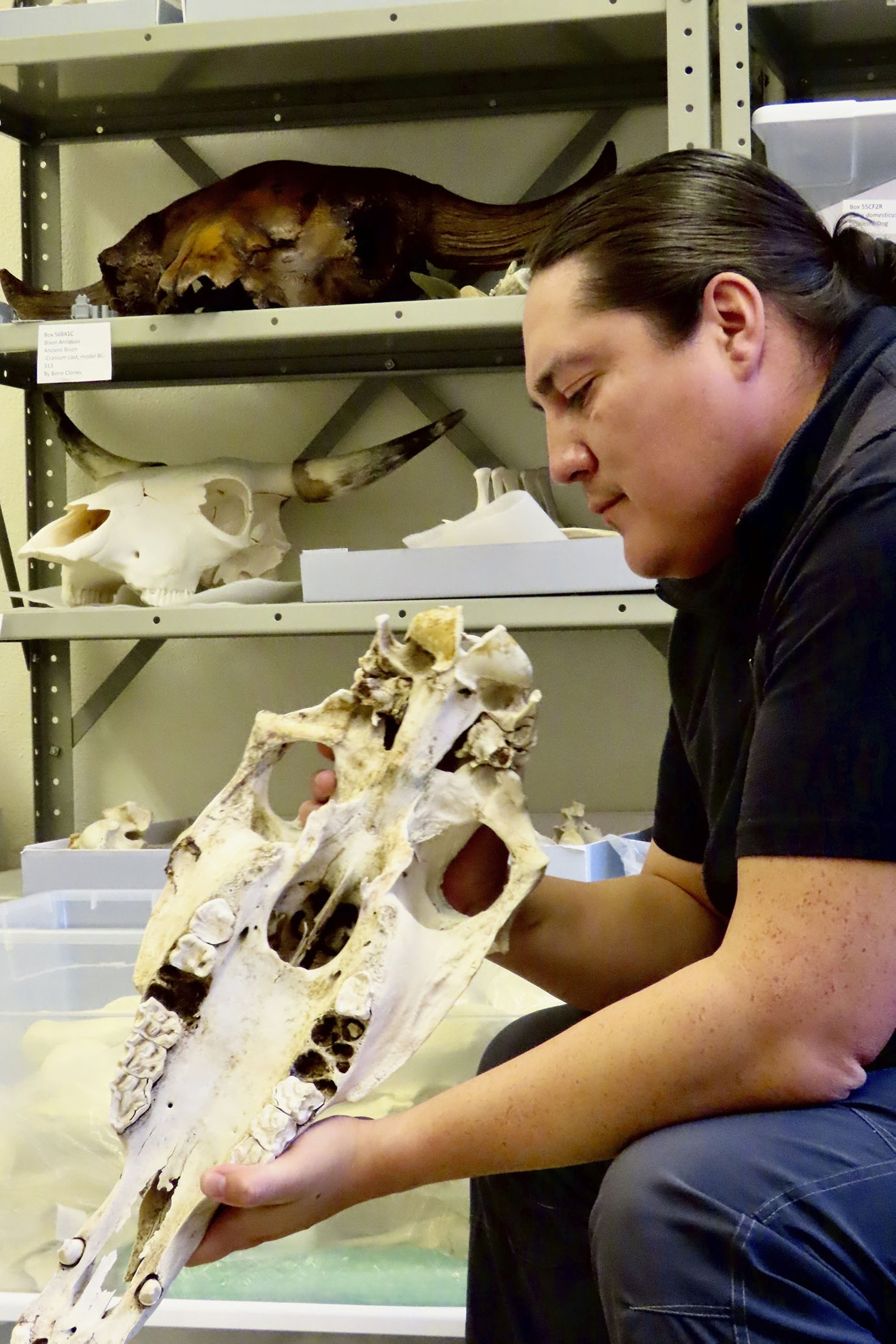 Arkeolog Chance Ward memeriksa koleksi referensi kuda di Laboratorium Archaeozoology di University of Colorado-Boulder, di Colorado, AS, Oktober 2020. (Foto AP)