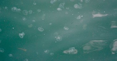 Jellyfish float in a coastal area of Istanbul, Türkiye, April 3, 2023. (Shutterstock Photo)