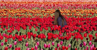 A visitor picks flowers among tulip fields, in Milan, Italy, April 1, 2023. (AA Photo)
