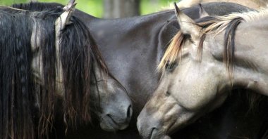 A horse and his mares in Florence, Alabama, U.S., 2019. (AP Photo)