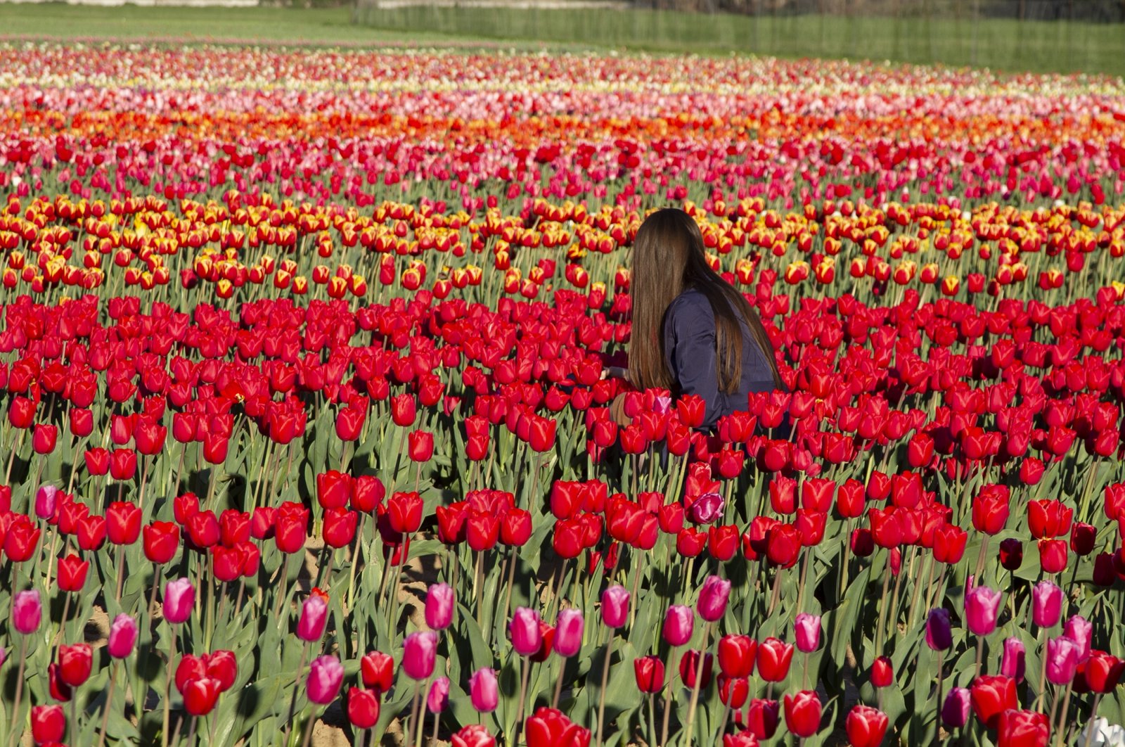 Tulip memukau para penggemar tren memetik bunga di Italia