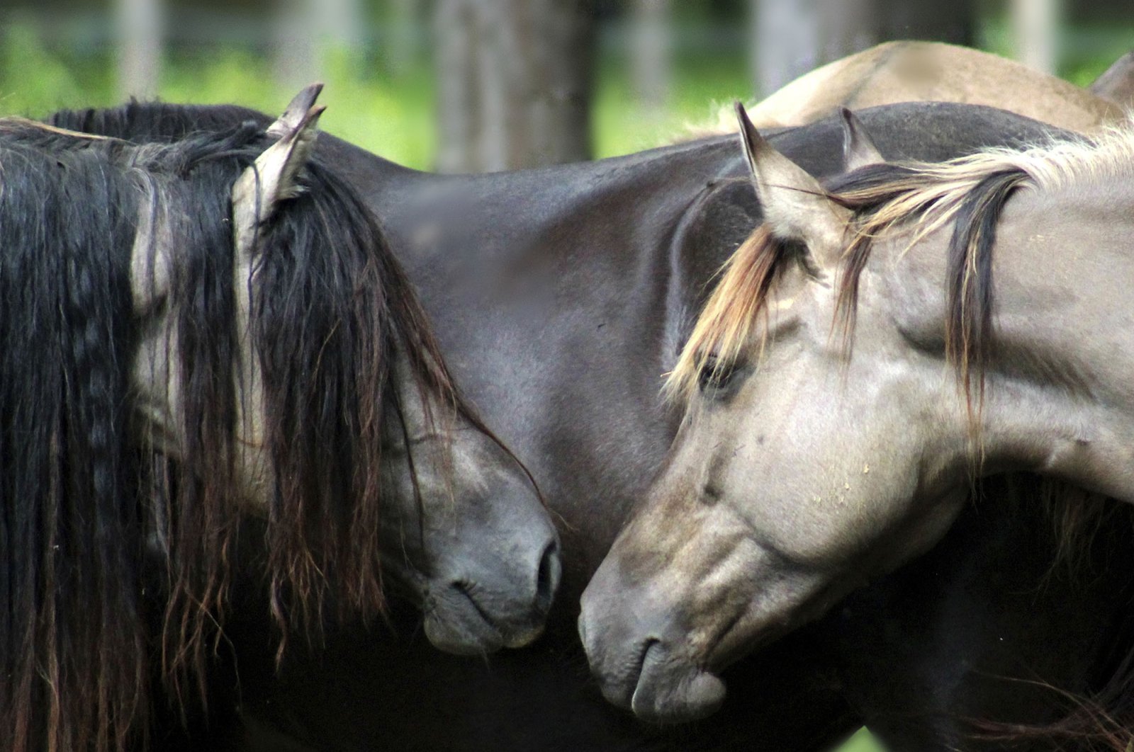 Kuda bagian tak terpisahkan dari kehidupan penduduk asli Amerika sejak awal 1600-an