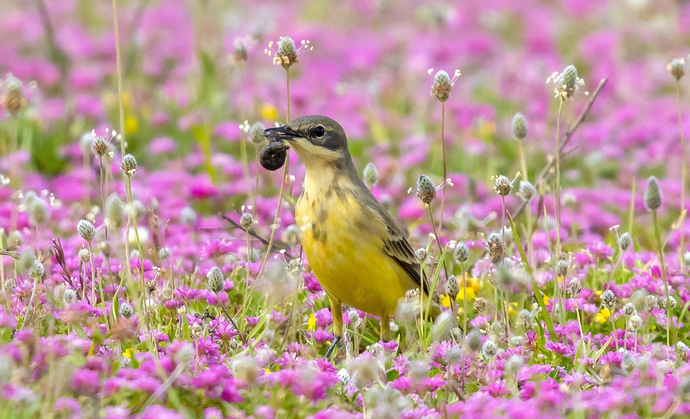 Yellow wagtail bird photograped in fields close to Antalya by Antalya Bird Watching Camp teams, southern Türkiye, April 5, 2023. (DHA Photo)