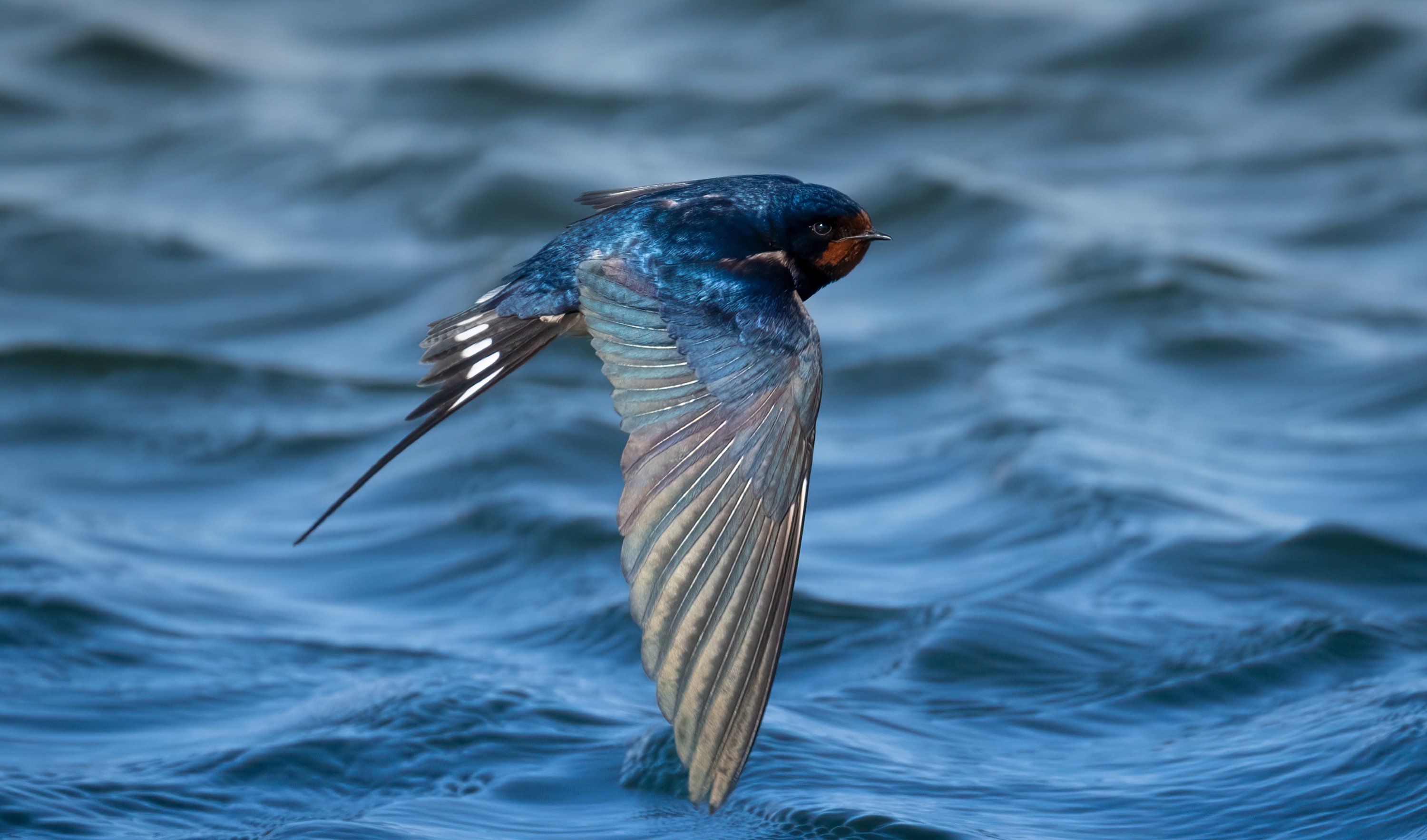 A barn swallow flies over the sea near the coast of Antalya, southern Türkiye, April 5, 2023. (DHA Photo)