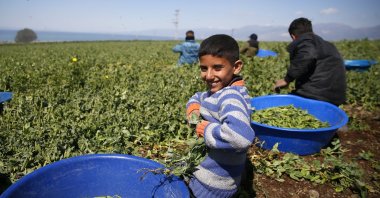 A child participates the harvest of peas in Arsuz, Hatay, Türkiye, April 5, 2023. (AA Photo)