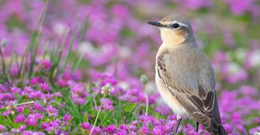 Around 130 bird species were observed in a period of three days at the Antalya Bird Watching Camp, Antalya, southern Türkiye, April 5, 2023. (DHA Photo)