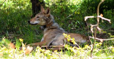 A wolf with a satellite transmitter placed by KuzeyDoğa Foundation is seen in wilds near Kars, eastern Türkiye, Nov. 18, 2018. (AA Photo)