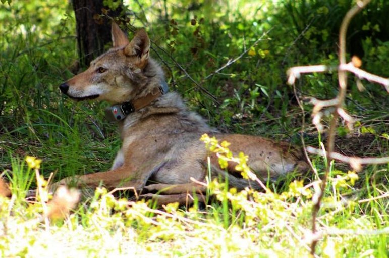 Penelitian berbasis pemancar mengungkap ancaman yang dihadapi serigala Türkiye