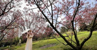 A woman is photographed between cherry trees in Nezahat Gökyiğit Botanical Garden, Istanbul, Türkiye, April 7, 2023. (AA Photo)