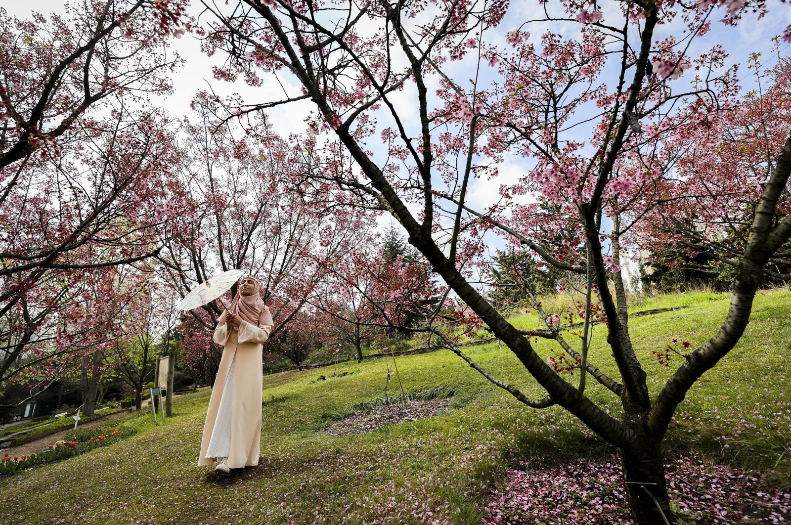 A woman is photographed between cherry trees in Nezahat Gökyiğit Botanical Garden, Istanbul, Türkiye, April 7, 2023. (AA Photo)