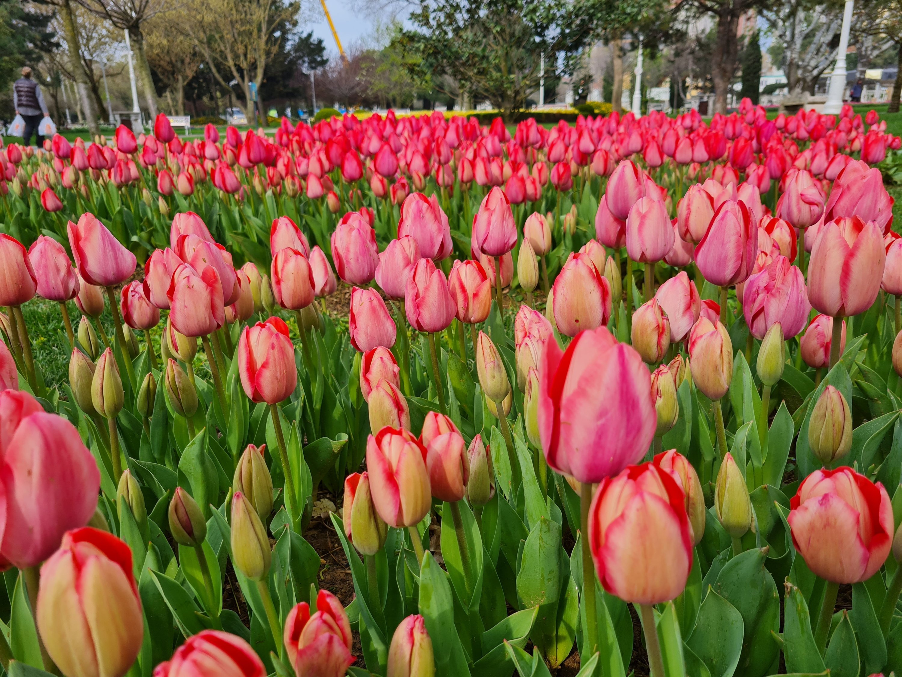 Tulip merah muda di taman Istanbul, Türkiye.  (Foto milik Kota Metropolitan Istanbul)