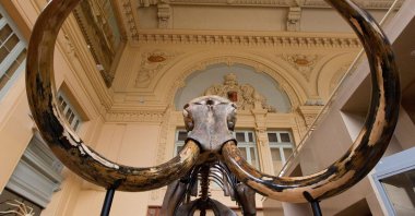 A complete mammoth skeleton is displayed before its auction by Aguttes auction house in Lyon, France, Nov. 17, 2017. (Reuters Photo)