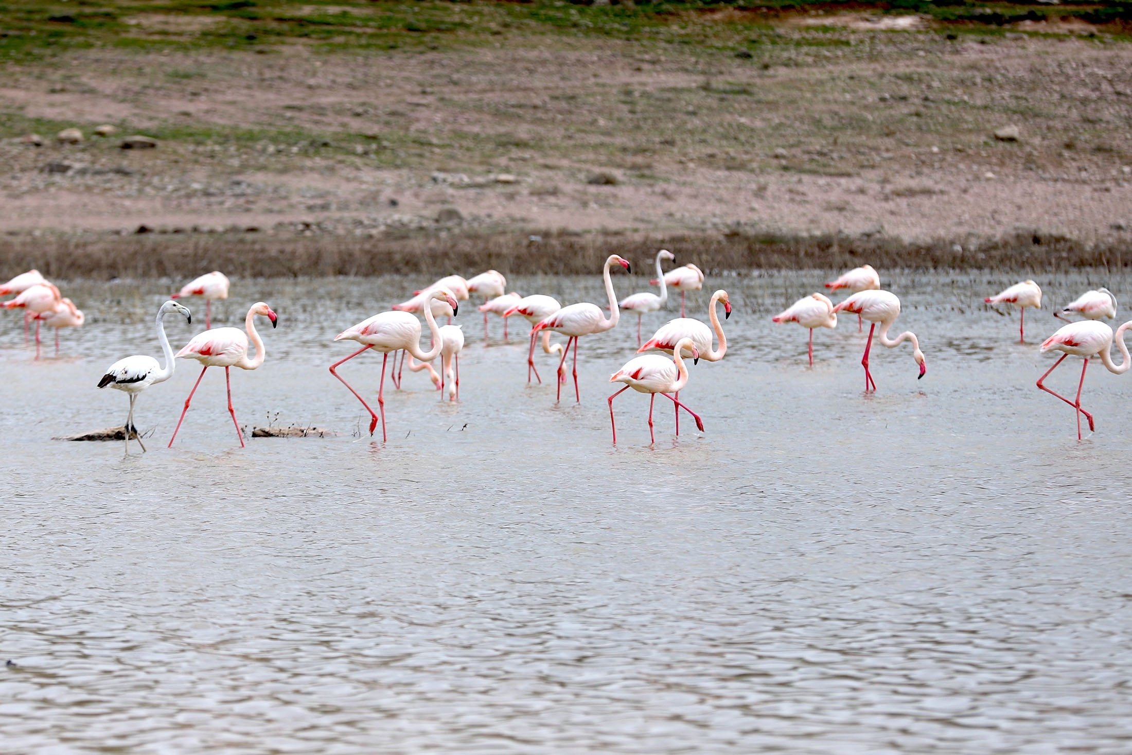 Flamingo beristirahat di atas Danau Tuz, di Aksaray, Türkiye, 9 April 2023. (Foto AA)