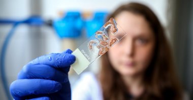 Samples of ascidians at ODTÜ University, in Ankara, Türkiye, April 7, 2023. (AA Photo)