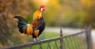 The owner of the rooster was ordered to kill the bird after complaints from his neighbors.