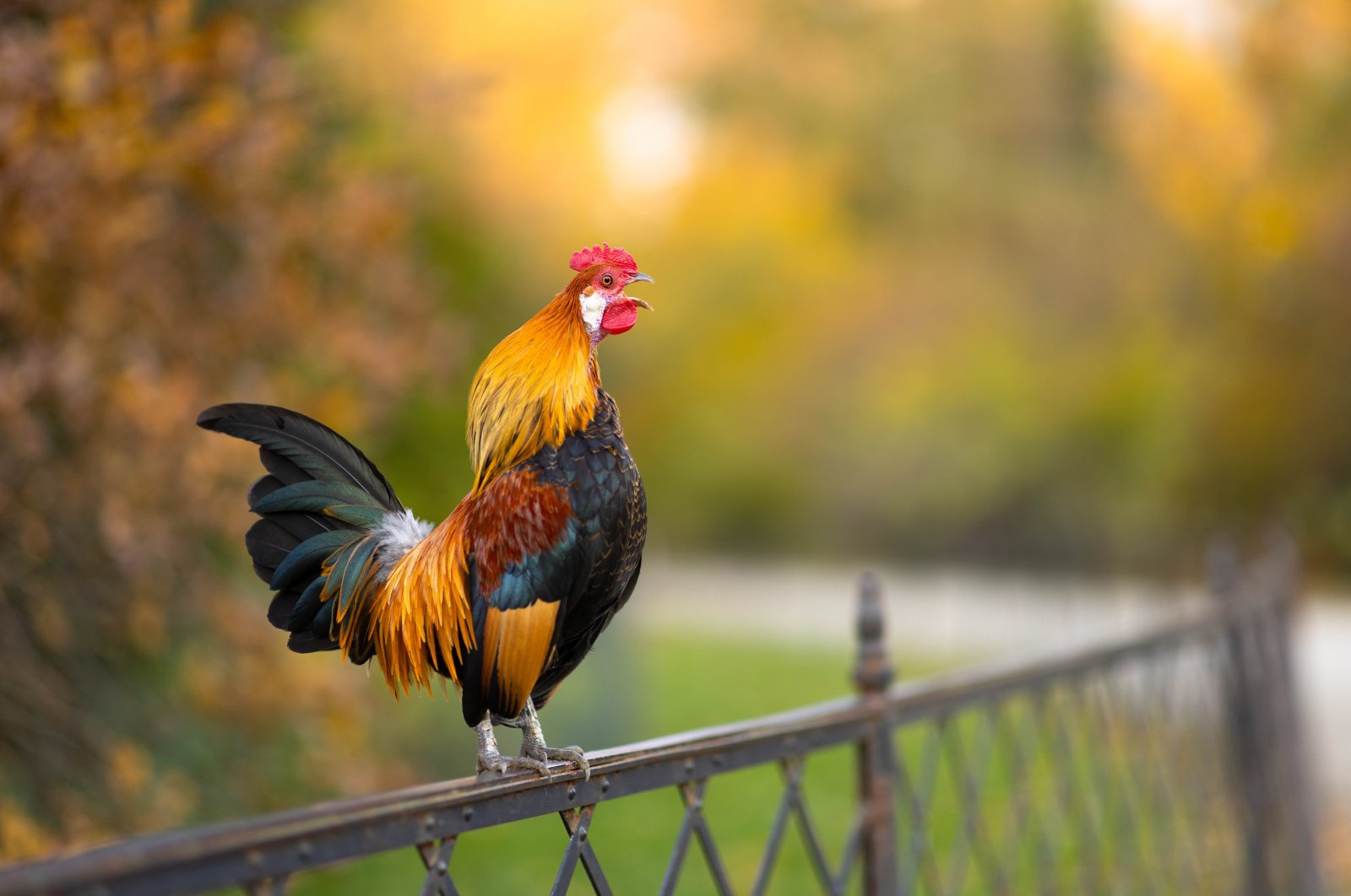 The owner of the rooster was ordered to kill the bird after complaints from his neighbors.