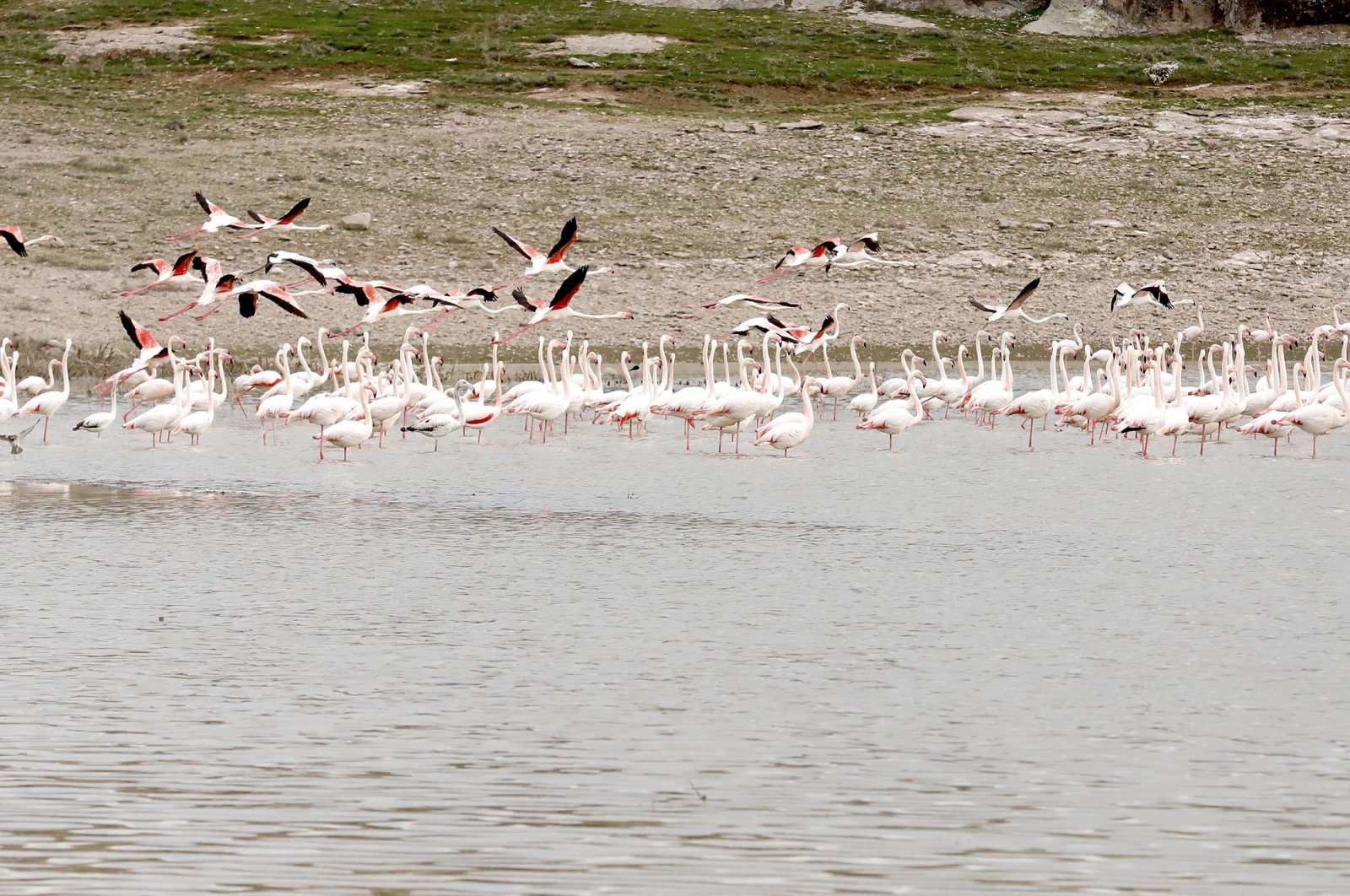 Musim Flamingo dimulai di Türkiye saat flamboyan menghiasi Danau Tuz