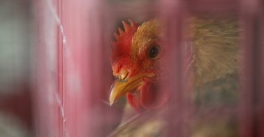 A chicken is kept inside a cage at a wholesale poultry market in Hong Kong, April 8, 2013. (AP Photo)