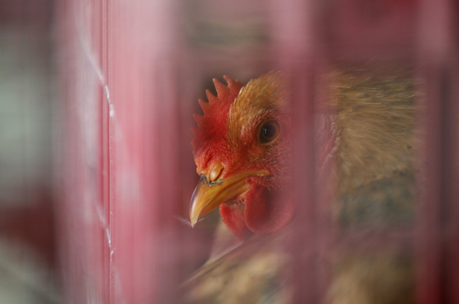 A chicken is kept inside a cage at a wholesale poultry market in Hong Kong, April 8, 2013. (AP Photo)