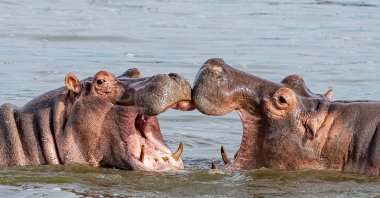Two young hippopotami (Hippopotamus amphibius), hippos with wide open mouths play in Queen Elizabeth National Park, Uganda, Africa. (Shutterstock Photo)