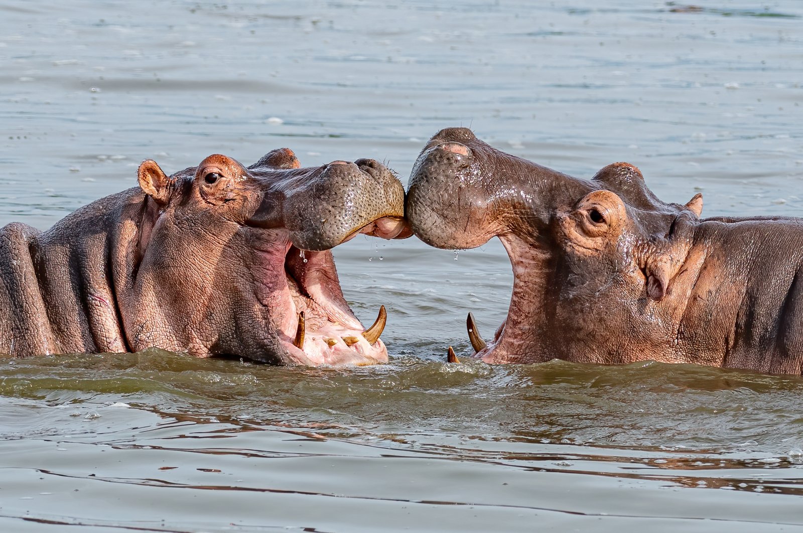 Two young hippopotami (Hippopotamus amphibius), hippos with wide open mouths play in Queen Elizabeth National Park, Uganda, Africa. (Shutterstock Photo)