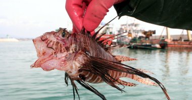 A fisherman holds a lionfish, an invasive species, caught in Mersin, southern Türkiye, March 15, 2019. (DHA Photo)