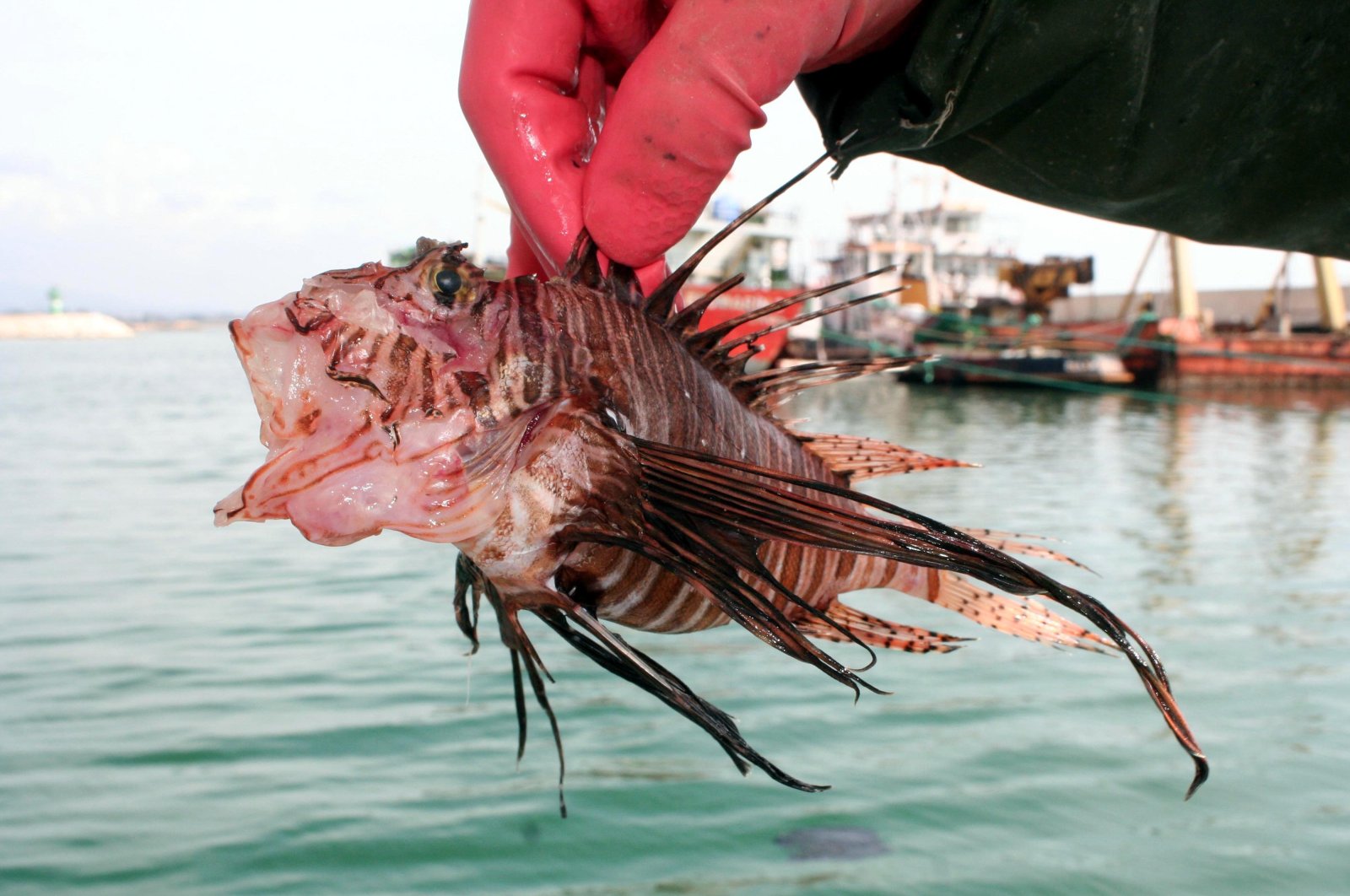 A fisherman holds a lionfish, an invasive species, caught in Mersin, southern Türkiye, March 15, 2019. (DHA Photo)