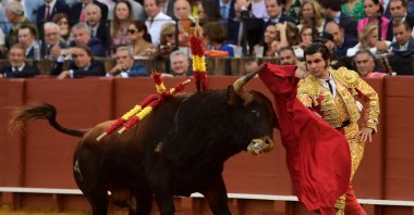 Spanish bullfighter Morante de la Puebla performs a pass on a bull with a muleta at La Maestranza bullring, Seville, Spain, April 9, 2023. (AFP Photo)