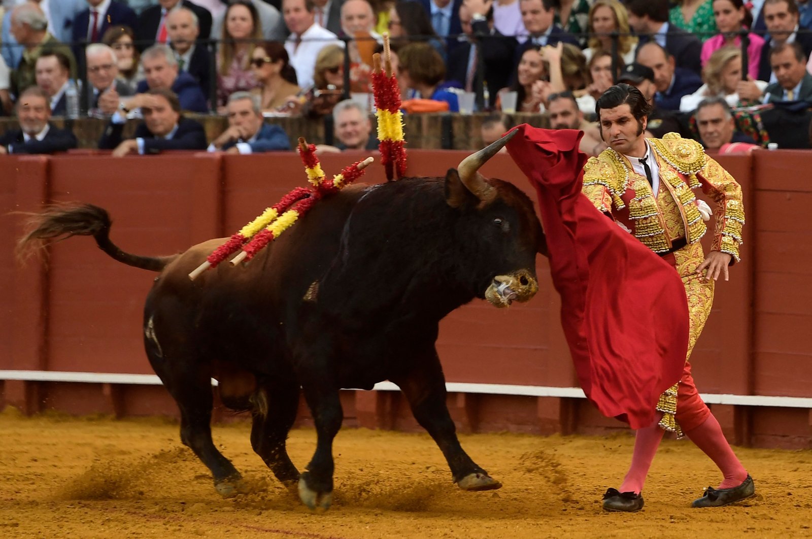 Adu banteng menemukan penonton baru di kalangan pemuda Spanyol