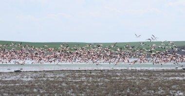 Flocks of migrating flamingos arrive at Gelingüllü Dam, Yozgat, eastern Türkiye, April 17, 2023. (AA Photo)