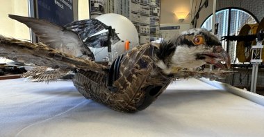A view of a taxidermy bird drone for wildlife monitoring developed by researchers at New Mexico Institute of Mining and Technology in Socorro, New Mexico, U.S., March 22, 2023. (Reuters Photo)
