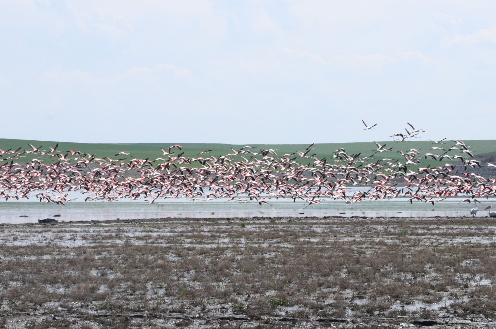Habitat lahan basah Türkiye menyambut kawanan flamingo pertama