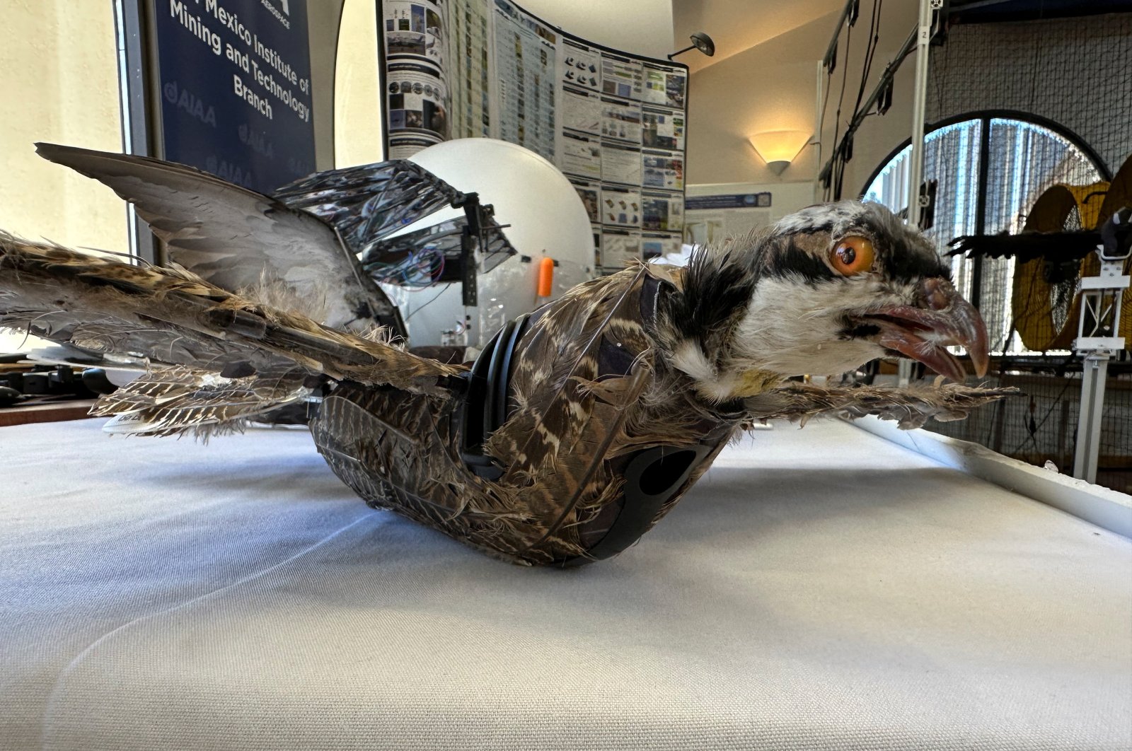 Membantu penelitian dalam kematian: burung Meksiko menemukan kehidupan baru dalam taksidermi