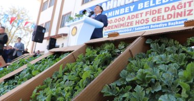 Saplings line boxes before being distributed during a ceremony in quake-hit Şahinbey municipality, Gaziantep, southeastern Türkiye, April 18, 2023. (AA Photo)