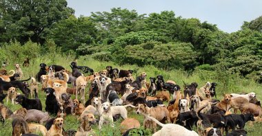 A flock of stray dogs is seen in forest, April 18, 2023. (AA Photo)