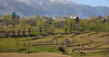 A Kashmiri shepherd walks with a flock of sheep near a mustard field in the Budgam area, Indian-administered Kashmir, April 8, 2023. (EPA Photo)