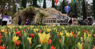 Tulips brought from Türkiye adorn the &quot;Tulipmania&quot; exhibition, Singapore, April 21, 2023. (AA Photo)