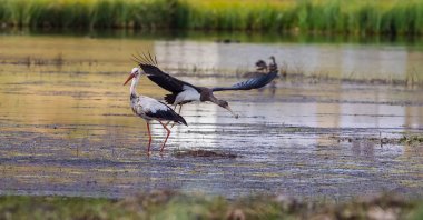 In spring nearly half a million storks arrive to Türkiye on their eastern migration route. (Shutterstock Photo)