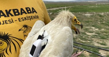 A vulture named Midas, which was fitted with a satellite transmitter, returned to Eskişehir province after flying across nine countries in a one-year period, central Türkiye, April 24, 2023. (AA Photo)