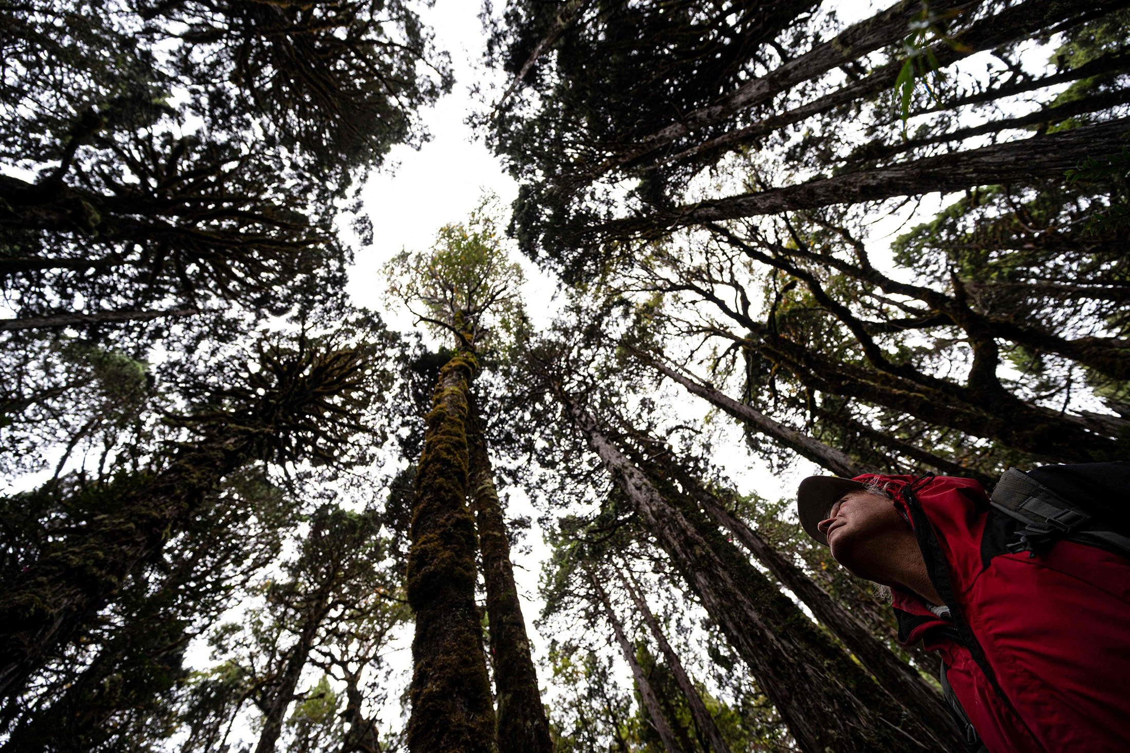 Seorang peneliti melihat pohon larch di Taman Nasional Alerce Costero di Valdivia, Chili, 10 April 2023. (Foto AFP)