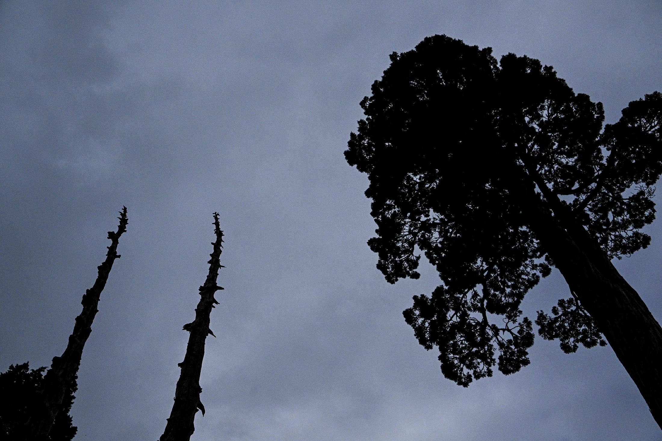Pemandangan pohon alerce di Taman Nasional Alerce Costero di Valdivia, Chili, 10 April 2023. (Foto AFP)