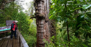 A researcher observes the "Alerce Milenario" at the Alerce Costero National Park in Valdivia, Chile, April 10, 2023. (AFP Photo)