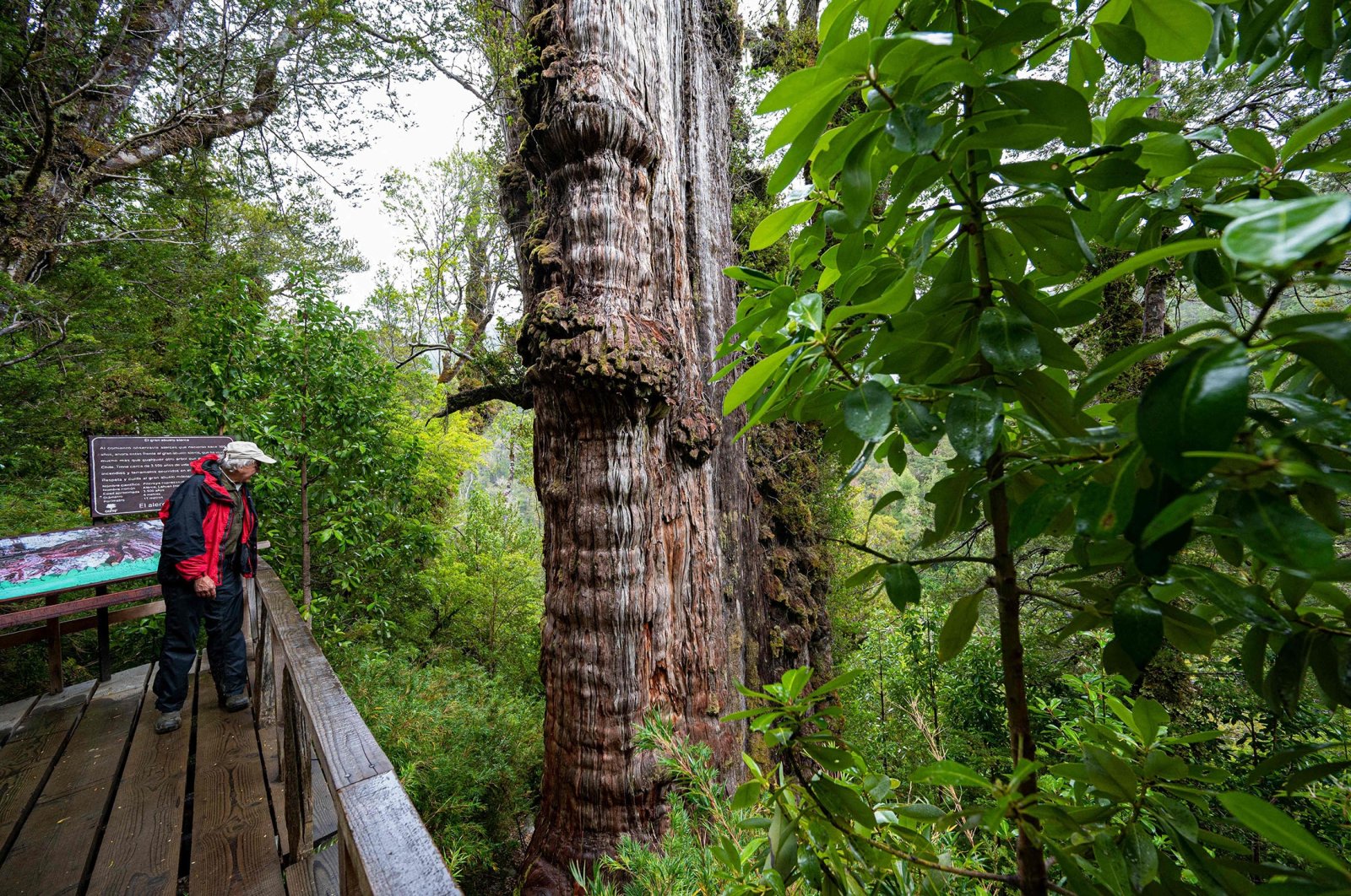 Kakek buyut: Pohon ‘tertua’ baru di dunia menyimpan rahasia planet