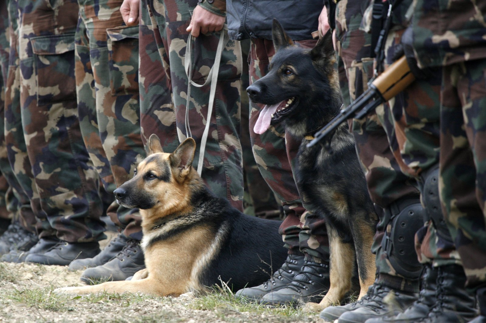 Soldiers with their dogs participate in a military exercise in Hajamasker, 120 km (75 miles) west of Budapest, Oct. 11, 2007. (Reuters File Photo)