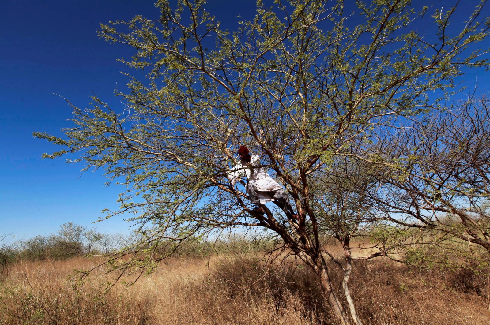 A farmer climbs on an Acacia tree to collect gum arabic in the western Sudanese town of El-Nahud that lies in the main farming state of North Kordofan, Sudan, Dec. 18, 2012. (Reuters Photo)