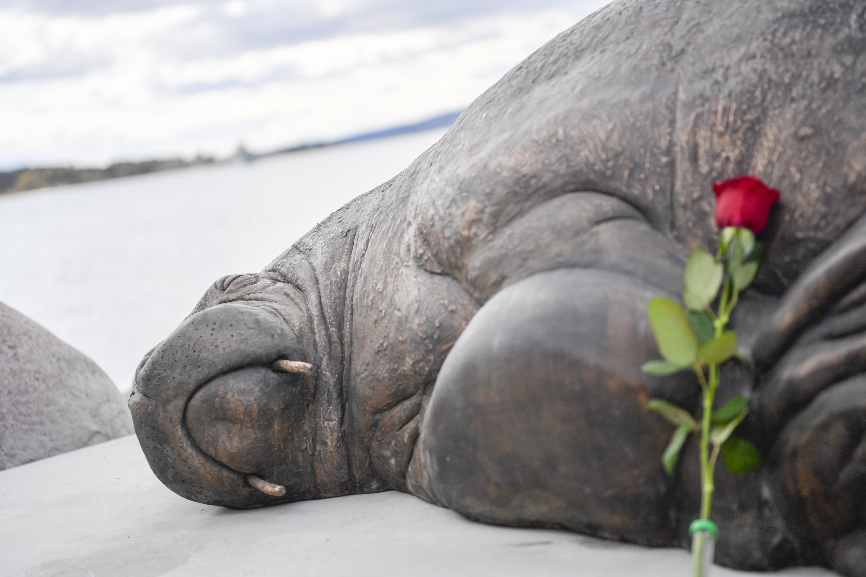 Sebatang mawar diletakkan di sebelah patung walrus Freya di Oslo, Norwegia, 29 April 2023. (Foto AP)