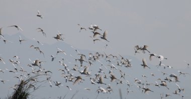 Winter birds are seen over the wetlands across Türkiye, April 30, 2023. (AA Photo)