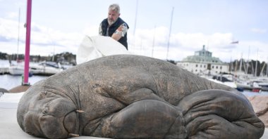 The sculpture of Freya the walrus by artist Astri Tonoian, which stands in Kongen Marina by Frognerkilen, in Oslo, Norway, April 29, 2023. (EPA Photo)