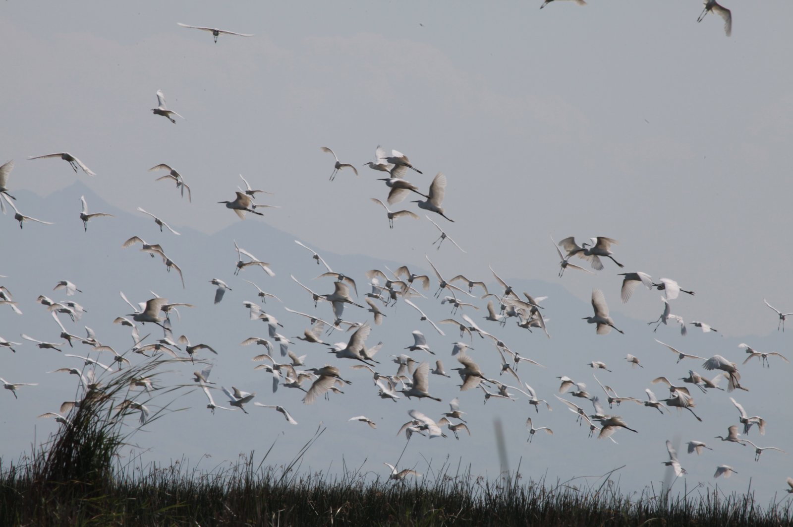 Lebih dari 2 juta burung air terlihat di 142 lahan basah di seluruh Türkiye