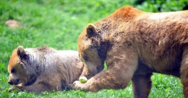 Bears eat fruit after waking up from their hibernation, Bursa, Türkiye, May 1, 2023. (DHA Photo)